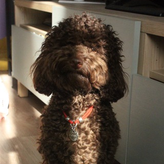 Telegram profile photo for chokopoodle.Sirius