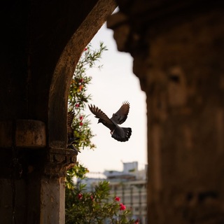 Telegram profile photo for قناة | مُصْطَفى يُوسُف