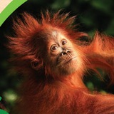 Telegram profile photo for Sudin's Safu Sanctuary