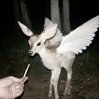Telegram profile photo for Архив Морса