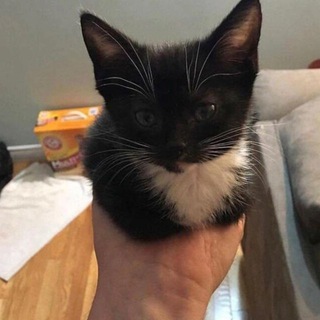 Telegram profile photo for /Cats/