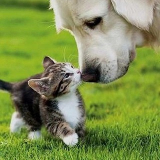 Telegram profile photo for Одно умиление