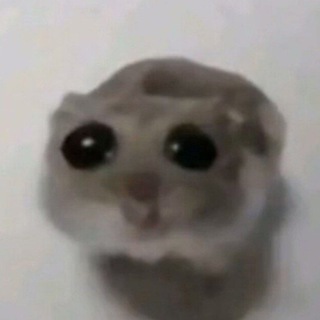 Telegram profile photo for Шаблоны для локальных мемов