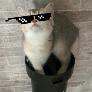Telegram profile photo for Ganstacat's
