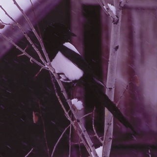 Telegram profile photo for a kid needs a hoop