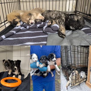 Telegram profile photo for 🛑ЭКСТРЕННАЯ🛑 Помощь Астраханским животным 🐈🐕🦮🆘
