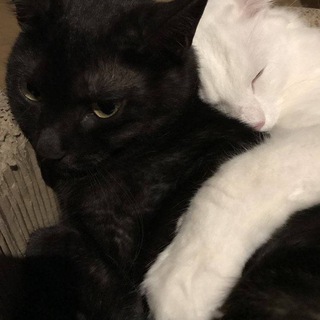 Telegram profile photo for томящийся от любви.