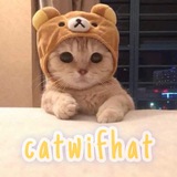 Telegram profile photo for catwifhat | eth