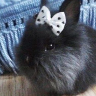 Telegram profile photo for Eruimm