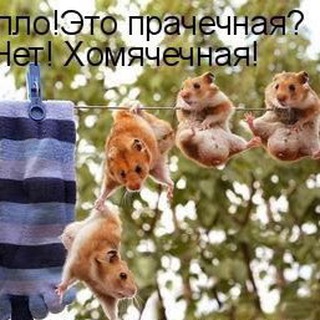 Telegram profile photo for Альдегиды Хомякофф