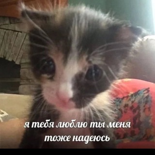 Telegram profile photo for мемы главы религиозной секты