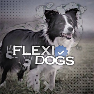 Telegram profile photo for Flexi dogsᴼᶠᶠ