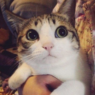 Telegram profile photo for Мысли Мафф