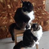 Telegram profile photo for Кот в черном фраке с дамой в белых перчатках