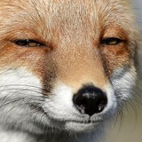 Telegram profile photo for Октябрьский Абсолют...