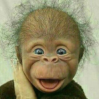 Telegram profile photo for Ape Development