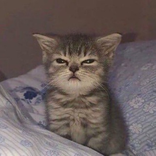 Telegram profile photo for SS PRICE