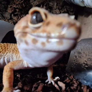 Telegram profile photo for ✨Ящерки✨(🦎🐊🦎)