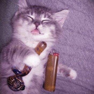 Telegram profile photo for Пикчи с котятами на каждый день