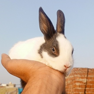 Telegram profile photo for Everyone Friend