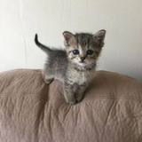 Telegram profile photo for отзывы шоумена
