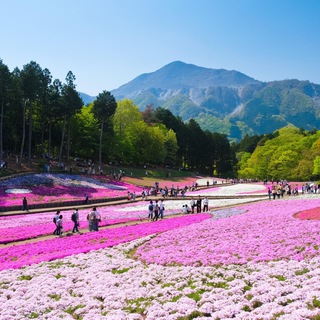 Telegram profile photo for 日本旅遊美食優惠大放送