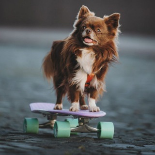 Telegram profile photo for Тибо пёс - мудрый нос 🐕