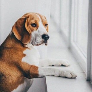 Telegram profile photo for ПОИСКОВИК ПРИКОЛОВ