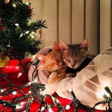 Telegram profile photo for |Обои и авы с котами|🎄🎁