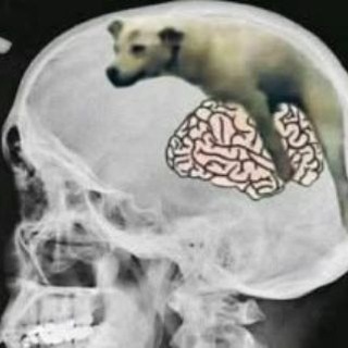 Telegram profile photo for ሀበሻ memeᵖʳᵒ