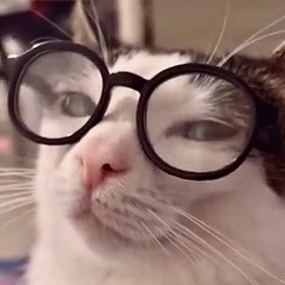 Telegram profile photo for Smart Cat