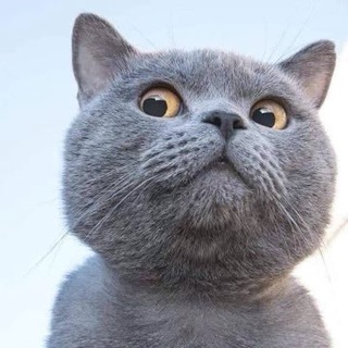 Telegram profile photo for NHẠC VIỆT HAY