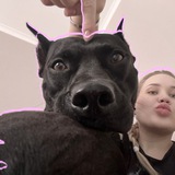 Telegram profile photo for ✨ жиза белови ✨