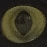 Telegram profile photo for 🪶🐾Заметки Эриды🐾🪶