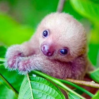 Telegram profile photo for ЛЮБИМАЯ МИЛОТА