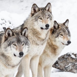 Telegram profile photo for To live with wolves