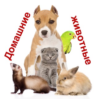 Telegram group profile photo for Домашние животные Некрасовка Люберцы