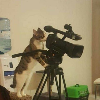 Telegram profile photo for кошка дрон (снимает)