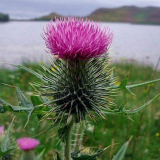 Telegram profile photo for Scotland 🏴
