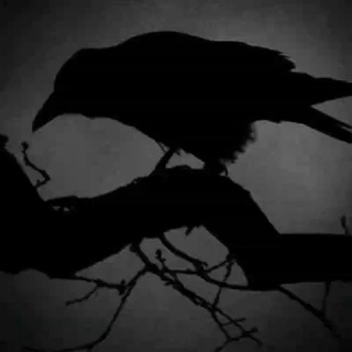 Telegram profile photo for The king crow