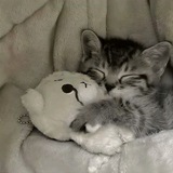 Telegram profile photo for meow