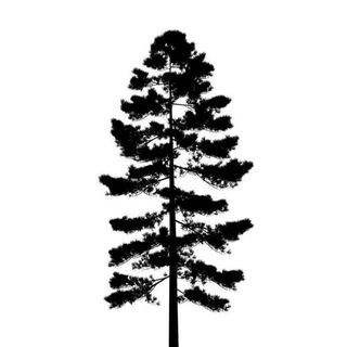 Telegram profile photo for aerodynamics of a pine tree