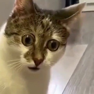 Telegram profile photo for Смешные видео про животных | Funny Animals