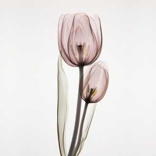 Telegram profile photo for TULIP | توليب
