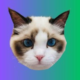 Telegram profile photo for BENJI - Solana - Portal