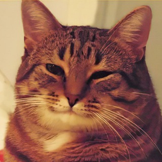 Telegram profile photo for Альткоин Спекулянт