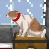 Telegram profile photo for Котики кф х дейли ⦮__⦯