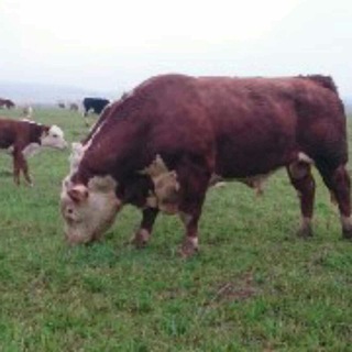 Telegram profile photo for Чорва Бозори