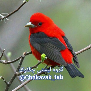 Telegram profile photo for 🕊کانال لیستی چکاوک