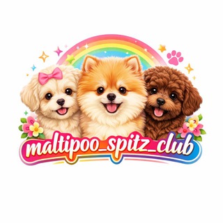 Telegram profile photo for Мальтипу, Померанский шпиц, Maltipoo f1, Pomeranian